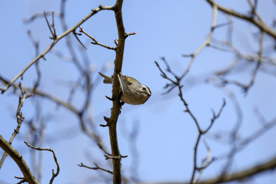 Roitelet &agrave; couronne dor&eacute;e dans le bois au printemps