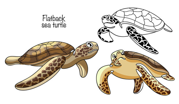 Flatback sea turtle