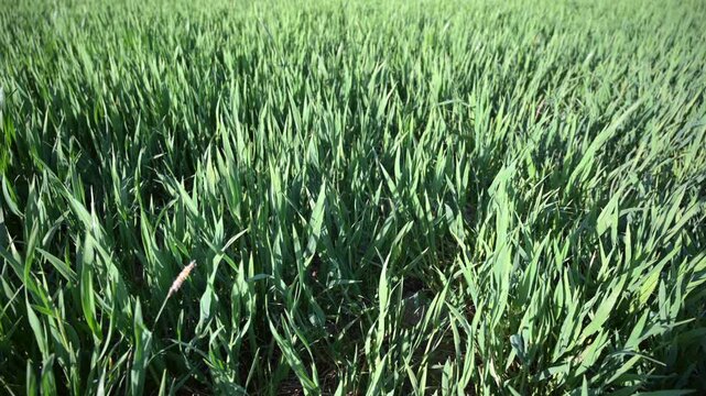 Close-up view of lush green grass swaying gently in the breeze on a sunny day