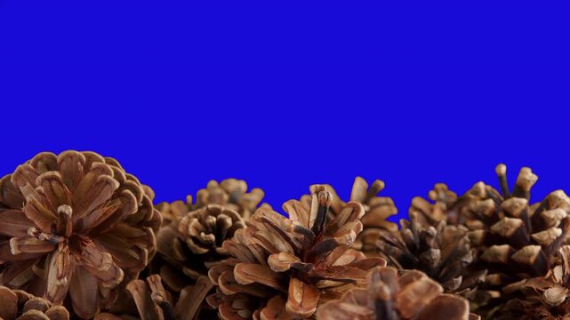 Pine Cones Rotating Against A Blue Screen Chromakey Backdrop Stock Footage