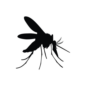 Mosquito  silhouette vector flat design on white background.
