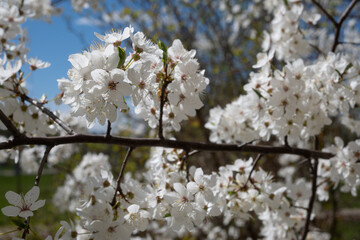 Fototapeta premium Cherry blossoms burst into bloom under a bright blue sky, welcoming spring with delicate petals swaying gently in the warm breeze