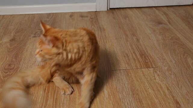 A ginger emotion Maine Coon cat with a long body wags her fluffy tail while lying on the wooden floor at home then gets up and leaves away. Closeup pet fun video