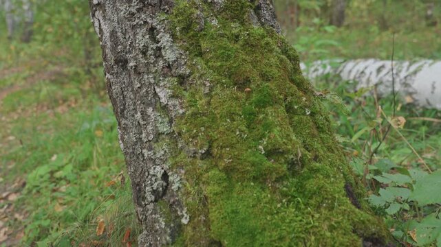 Moss covered birch trunk closeup, intimate texture study of lichen, spongy moss and root base with fallen log in background damp green tones, soft diffuse light, perfect for macro nature footage,
