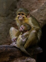 Obraz premium Northern talapoin