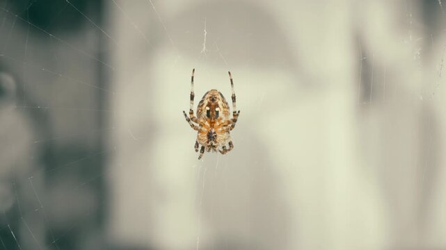 Small spider building a cobweb macro close up stock footage