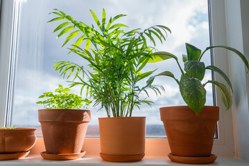 Naklejka premium Various potted green house plants filling a windowsill, bathed in natural light from the window, showcasing vibrant foliage and terracotta pots contributing to a fresh home interior