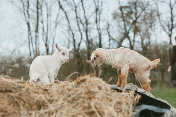 Obraz premium Two young goats interact playfully on a pile of hay in a natural outdoor setting during a cloudy day in early spring.