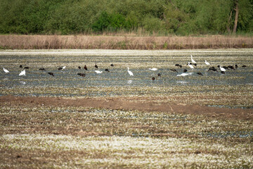 Fototapeta premium Black ibis and white herons searching for food in wetlands