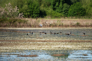 Fototapeta premium Black ibis, Plegadis falcinellus, is a bird with a long, curved beak that generally lives in humid areas 