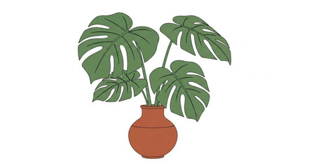 Monstera Deliciosa Plant in Terracotta Pot. © fajri