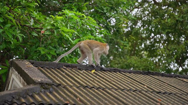 Long-tailed macaque monkey walks across weathered corrugated metal rooftop in Mueang Krabi Thailand. Lush green tropical foliage frames the agile primate as it moves along the roof ridge in daylight.