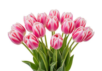 Obraz premium pink tulips bouquet with green leaves on transparent background high quality professional