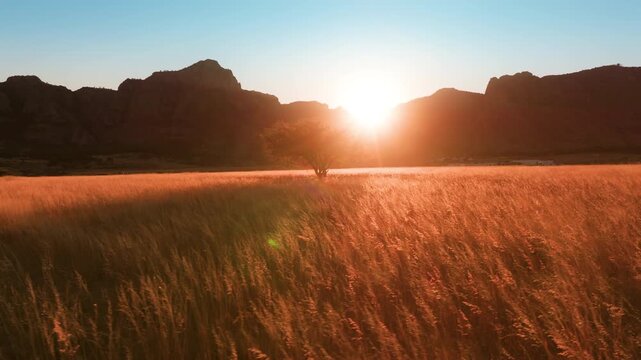 Stunning golden hour scene of tall grass swaying in warm sunlight with solitary tree silhouette against dramatic mountain range backdrop. Lens flare adds cinematic beauty to this serene landscape.