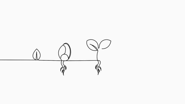 Plant growth continuous one line 4K animation video for minimalist nature background