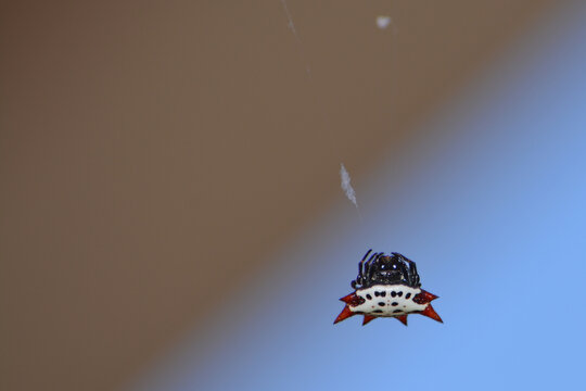 Closeup of a Spiny Orb-Weaver Spider on Silk Thread with tufts, a blurred brown to blue sky background with ample copy space. Ideal for nature, entomology, biodiversity, and educational uses.