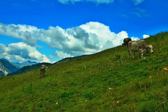 Austrian Alps - view of cows grazing high in the mountains of the Lechtal Alps