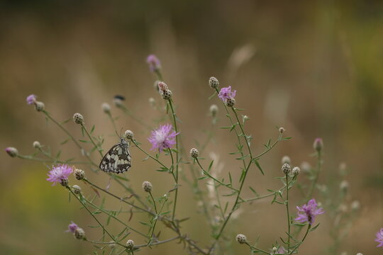 una farfalla melanargia galathea su un fiore in estate