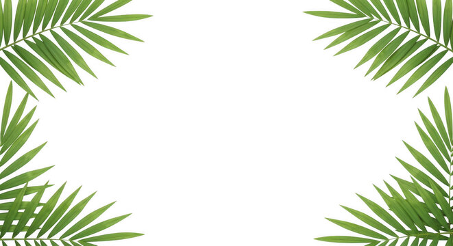 Natural Green Palm Leaves Corner Frame on White Background