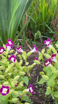 Panning shot from wine-red torenia to deep purple torenia