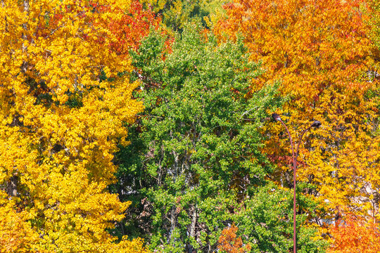 lush fall foliage background on a sunny day. wonderful view of a colorful leaves on the branch. deciduous forest in autumn season. trees in fall colors. yellow and orange foliage