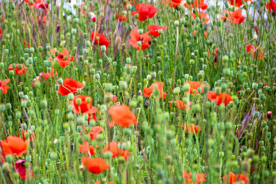 wild red poppies in the grassy field. low angle shot. narrow telephoto view. remembrance symbol. natural floral background. scenic countryside field picture in summer. red poppy flowers among grass