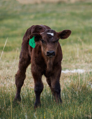 calf in a field, baby cow © Chantal