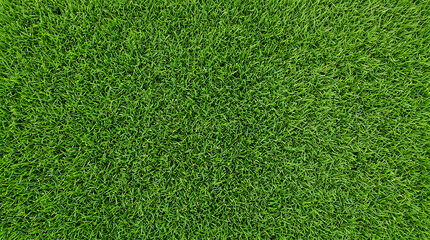 Obraz premium Lush, Fresh Green Grass Texture Viewed from Above, Ideal as a Natural Background