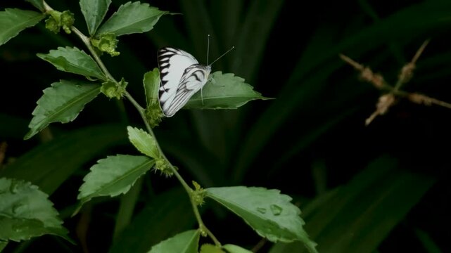 Tangerang Selatan, Indonesia, February 16, 2026. A white butterflie take off from the bush of foliage