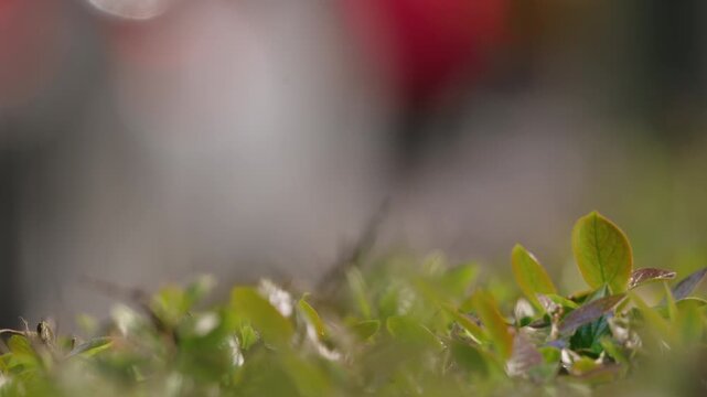 Macro close up of green leaves by city roadside in bright sunlight, shallow depth of field with blurred urban traffic and pedestrians in background, natural frame with copy space for text