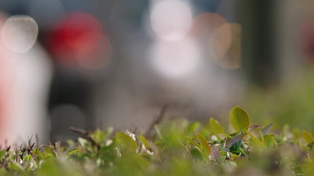 Green bush leaves macro with shallow depth of field, urban traffic and pedestrians blurred in background, bright sunny day, natural frame with empty space for logo or text