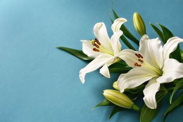 Obraz premium Elegant white lilies with buds on blue background. Beautiful lily flowers bouquet with copy space for greeting card or interior decor
