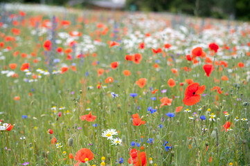 Fototapeta premium Chamomile, poppy and cornflower field in summer. Colorful meadow with white, red and blue flowers in natural light, blooming and harmony of nature.