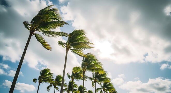 Dramatic tropical palm trees bending in strong hurricane winds under stormy sky with intense lighting
