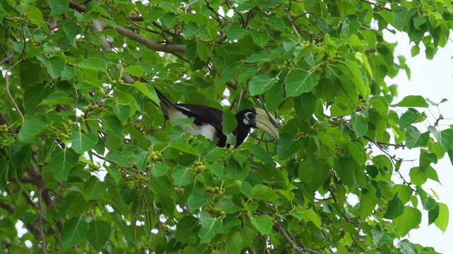 Oriental pied hornbill perched among lush green foliage in Mueang Krabi, Thailand. The distinctive black and white bird searches for figs among dense branches and leaves in tropical forest setting.