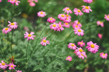 Fototapeta premium Vibrant pink daisies blooming in a lush green garden during springtime