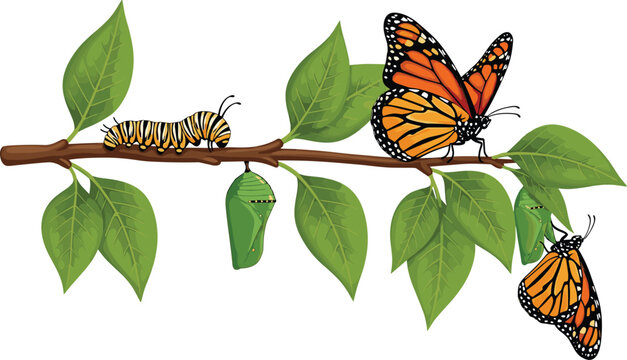 Detailed Monarch Butterfly Life Cycle Illustration with Caterpillar, Chrysalis, and Adult Butterfly on Green Branch for Nature Designs