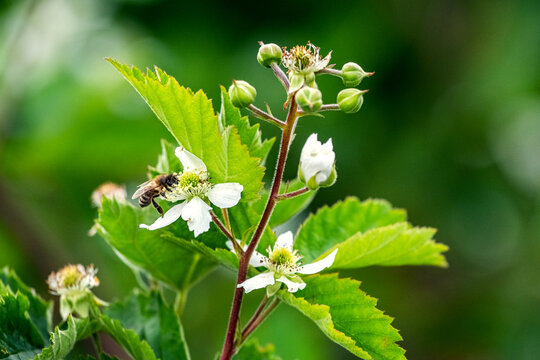 Bee collecting nectar on white blackberry flowers with green buds and leaves in a summer garden on a blurred background