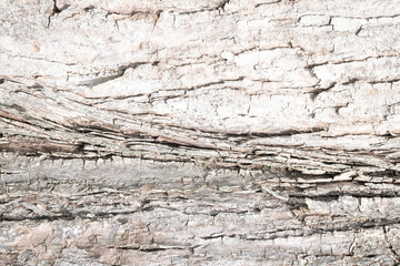 Fototapeta premium Light Minimal Bark Texture – Soft Poplar Wood Background