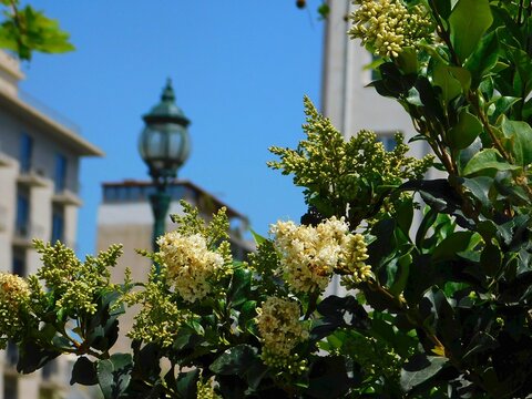 Wax leaf privet, or Ligustrum japonicum, plant with white flowers, in a park in Athens, Greece