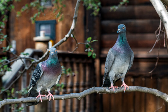 Two pigeons sitting on a branch in New York City