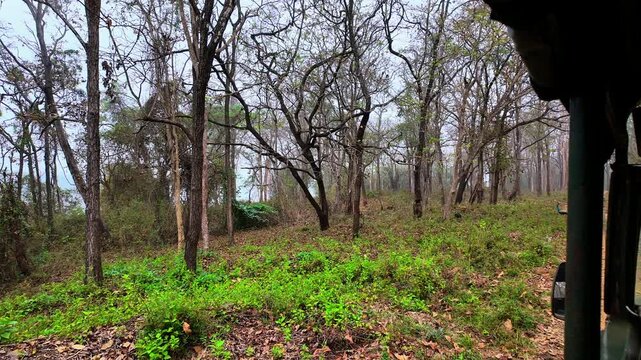 Exploring a wooded area with tall trees and green undergrowth during a cloudy day in a natural setting