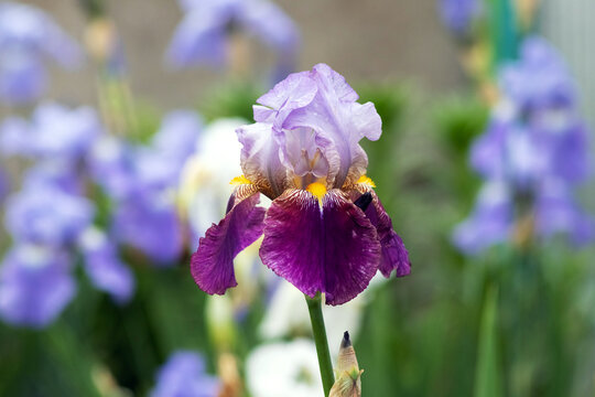 Delicate bicolor iris flower with purple and lilac petals on a blurred blooming garden background close up