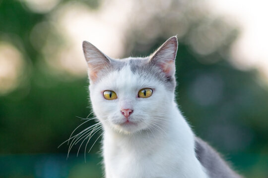 Portrait of a charming white and grey cat with expressive yellow eyes and a pink nose on a blurred natural green background