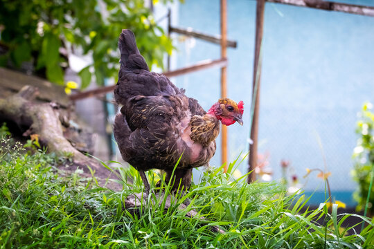 Naked neck chicken walking on green grass in the farm yard on a sunny day