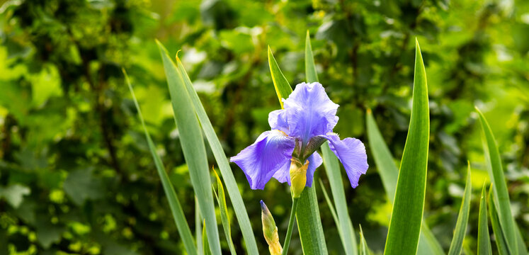 Blue iris flower among long green leaves in the garden against dense vegetation under natural sunlight