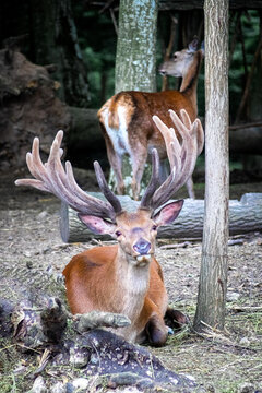 Stately red deer with large antlers resting in the forest against the background of another deer