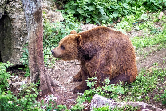 Brown bear sitting in the forest looking forward among green foliage