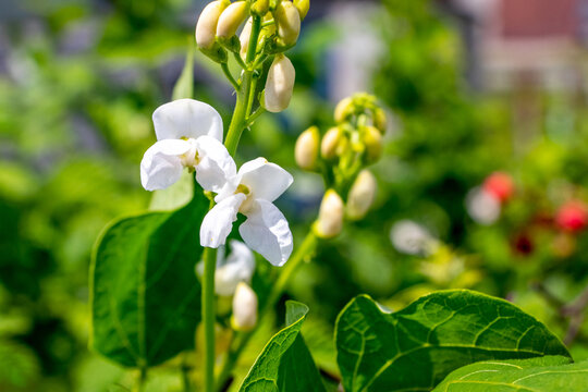 Gentle white bean flowers on a stem among lush green leaves on a sunny day in the garden