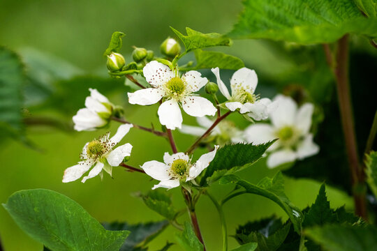 Delicate white blackberry flowers with young green buds and leaves on a blurred natural background in a summer garden